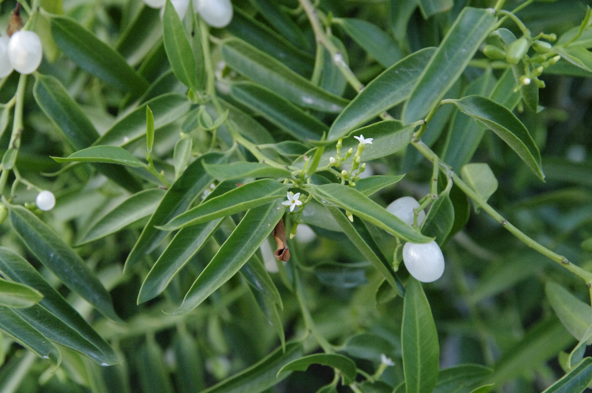 Vallesia glabra